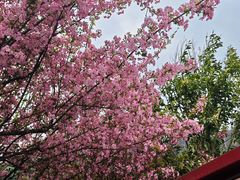 -卧龙中华大熊猫苑神树坪基地