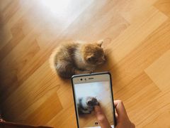 -艾贝尔宠物诊疗
