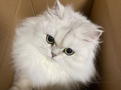 -Pets First伊珊娜洗护·精致美容·家庭式寄养(新会路店)