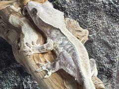 -酷以爬仙阁实体爬宠店·守宫·蜥蜴·专业繁育