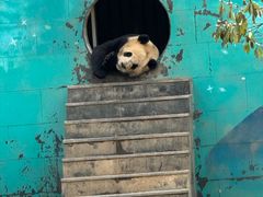 -中国大熊猫保护研究中心雅安碧峰峡基地