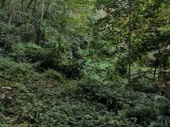 -黔灵山公园