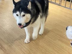 -Husky Go! 哈士奇体验馆·宠物咖啡厅狗咖