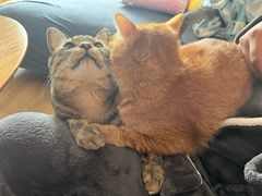 -瑞派康怡24h宠物医院·犬猫医疗中心·微创绝育(瑞景分院)