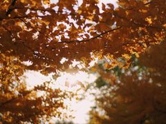 -长白岛森林公园