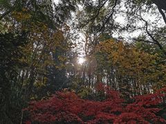 -上海佘山国家森林公园天马山园