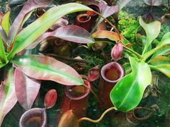 -国家植物园南园