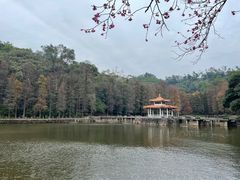 -深圳仙湖植物园