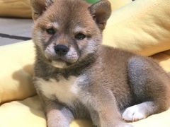 -逗柴咖啡屋·狗咖猫咖宠物桌游