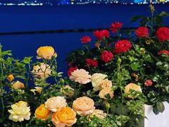 -洱海月湿地公园
