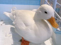 -怪兽屋·羊驼·猫咖·狗咖(俊华广场店)