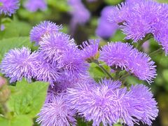 -黑龙江省森林植物园