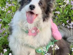 -萌兽医馆·犬猫专科·眼科中心·宠物医院(朝阳门分院)