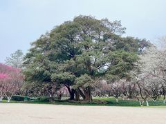 -杭州植物园