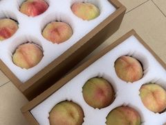 -老袁家蜜桃农场·阳山水蜜桃