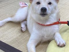 -逗柴咖啡屋·狗咖猫咖宠物桌游