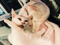 -有猫主题·治愈系猫咖(曾厝垵店)