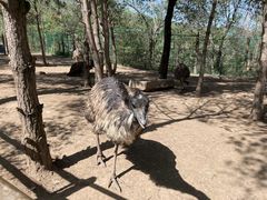 -青藏高原野生动物园