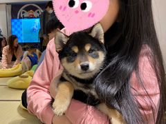 -逗柴咖啡屋·狗咖猫咖宠物桌游
