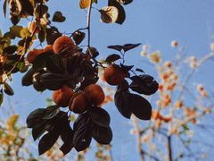 -通乐簋街小龙虾(老店)