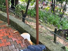-吉隆坡雀鸟公园