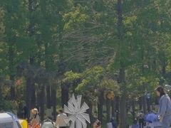 -黄海国家森林公园