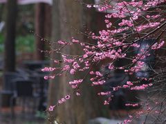 -杭州植物园