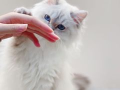-lincat·猫舍(广州店)