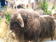 -正佳自然科学博物馆