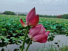 -荷塘月色湿地公园·向阳花洲