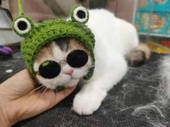 -车接车送·寄养洗护·德文猫舍(大宁店)