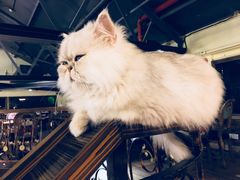 -more than meow吴止猫主题餐厅(承德 中船汇店)