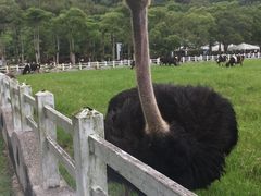 -瑞穗牧场