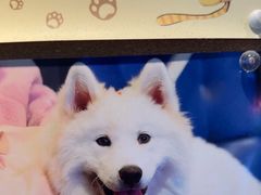 -翊宠yipet猫狗购宠庄园