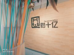 -猫十亿·布偶金渐层·曼基康矮脚猫舍(青年路店)