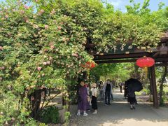 -鹅湖玫瑰文化园