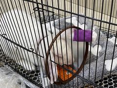 -艾贝尔宠物医院·24H转诊中心·肿瘤猫专科(江宁双龙店)