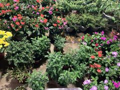 -中环花鸟鱼虫市场
