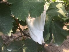 -马陆小张葡萄园农家乐