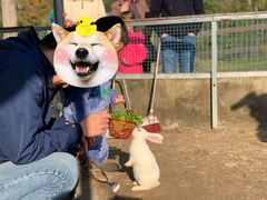 -前小桔亲子创意农场·草莓采摘·露营烧烤