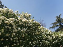 -上海滨江森林公园