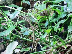 -正佳雨林生态植物园