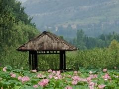 -微山湖红荷湿地景区