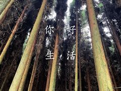-武陵山森林公园