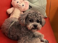 -Eckl’s爱氏热狗(猫街店)
