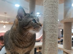 -喵园·猫主题咖啡厅·撸猫·猫咖(国贸店)