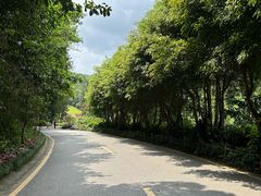 -深圳仙湖植物园