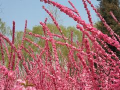 -大兴滨河森林公园