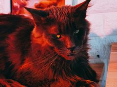 -平行世界·猫咖(首经贸店)
