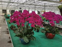 兰花园-西部兰花园生态园